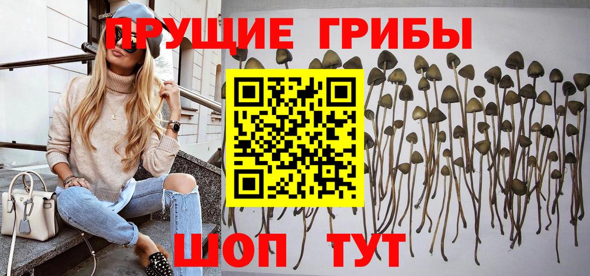 Белгород  Псилоцибиновые грибы GOLDEN TEACHER  Вход с VPN  Псилоцибиновые грибы GOLDEN TEACHER 